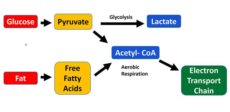 bfr myostatin inhibitor