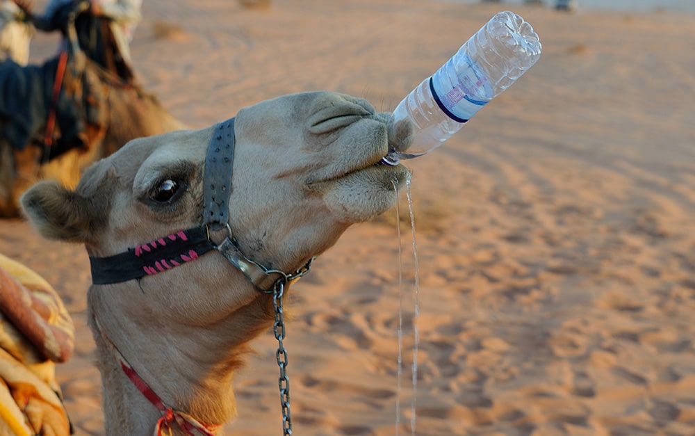 Camel drinking from a water bottle it is holding in its mouth.