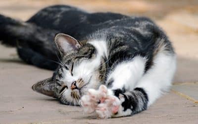 Stretching from the Inside